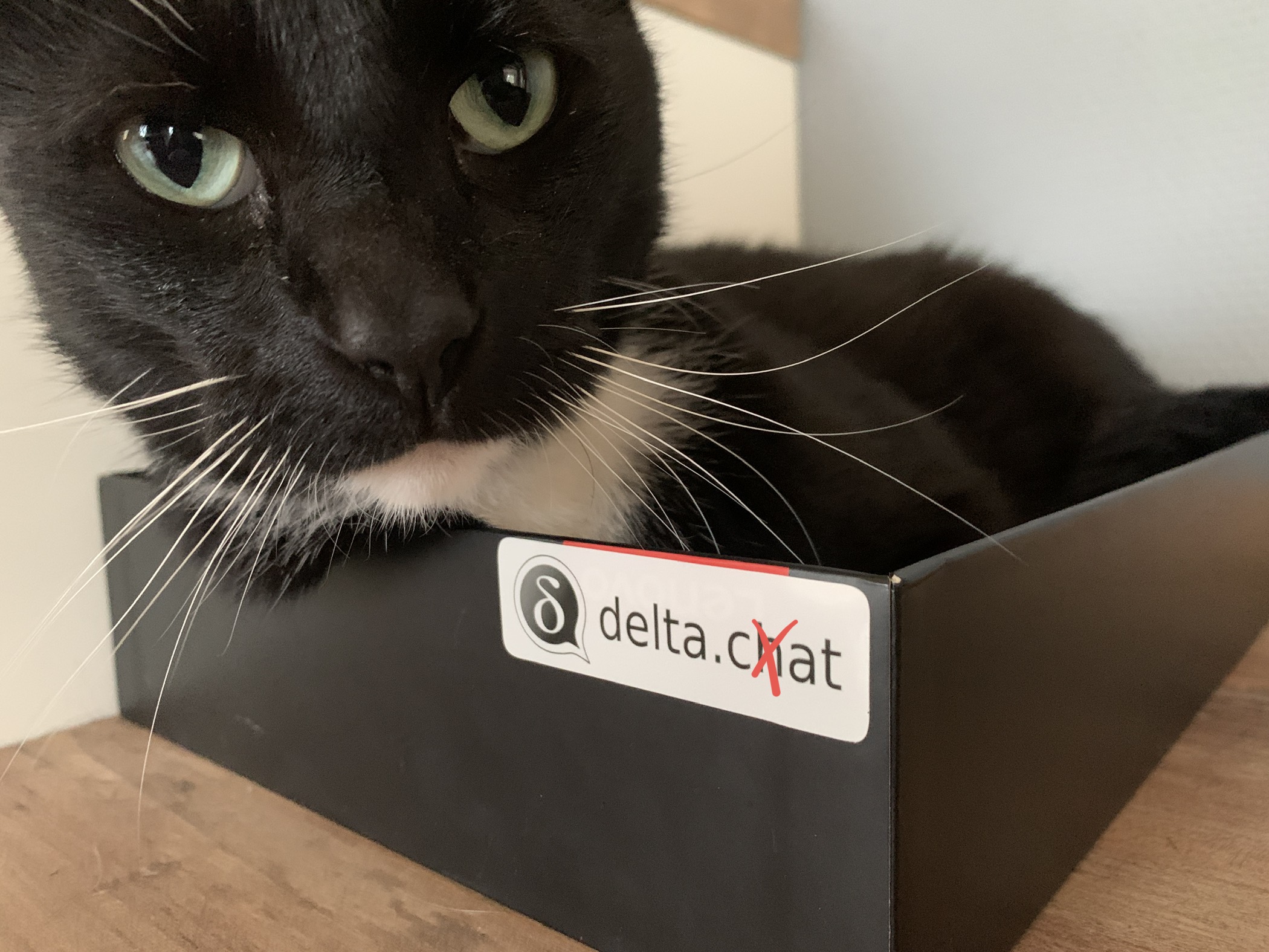 Beautiful Cat with Delta Chat sticker